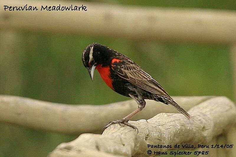 Peruvian Meadowlark