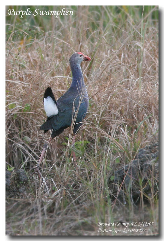 Grey-headed Swamphenadult