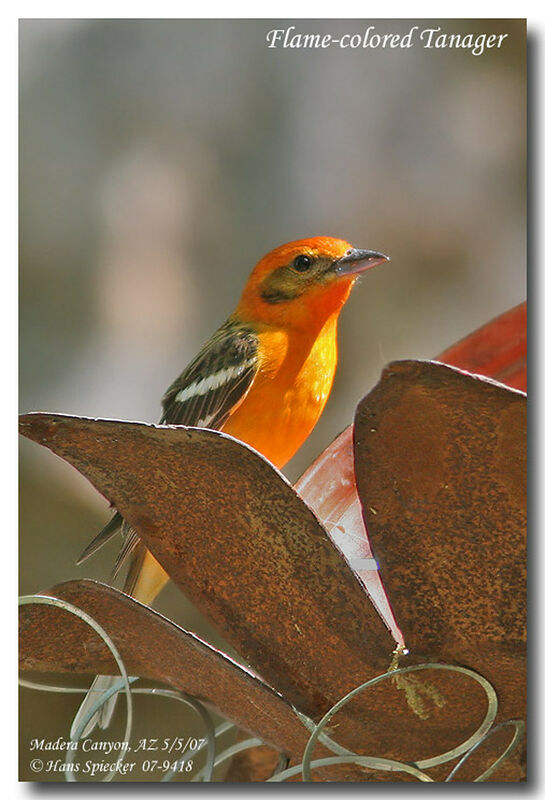 Flame-colored Tanager male adult