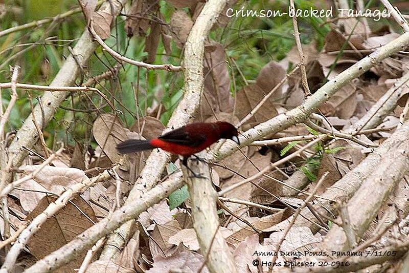 Tangara à dos rouge