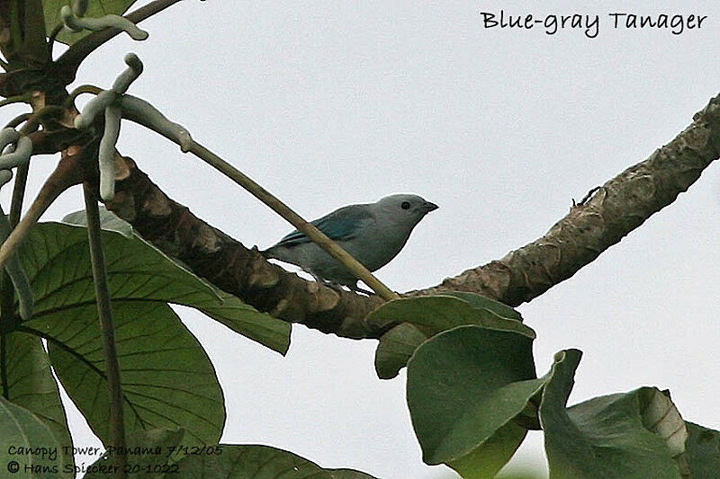 Blue-grey Tanager