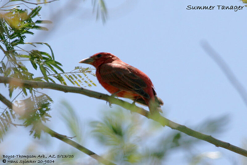 Summer Tanager