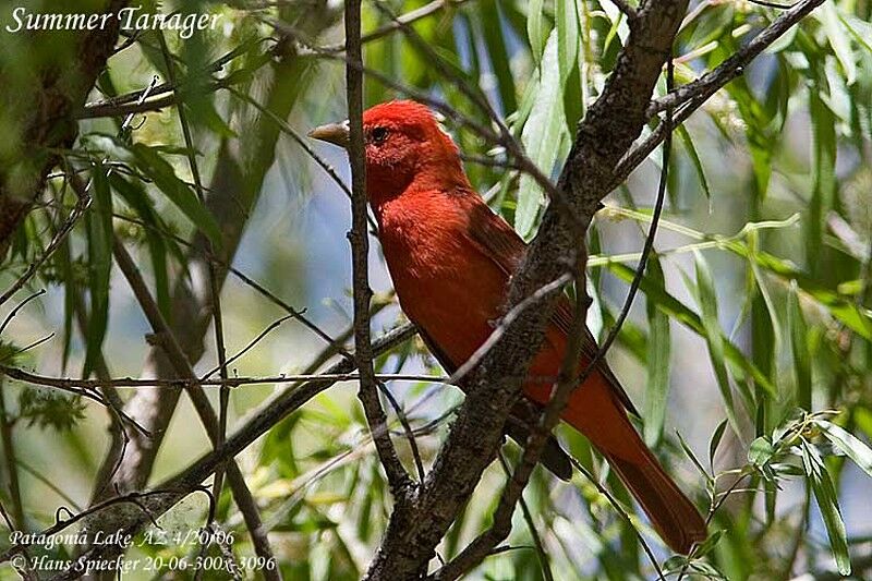 Summer Tanager male adult breeding