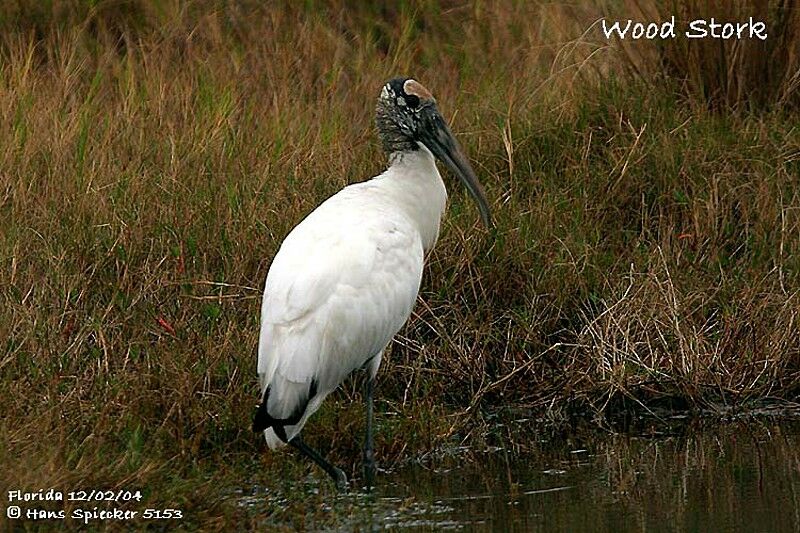 Wood Stork