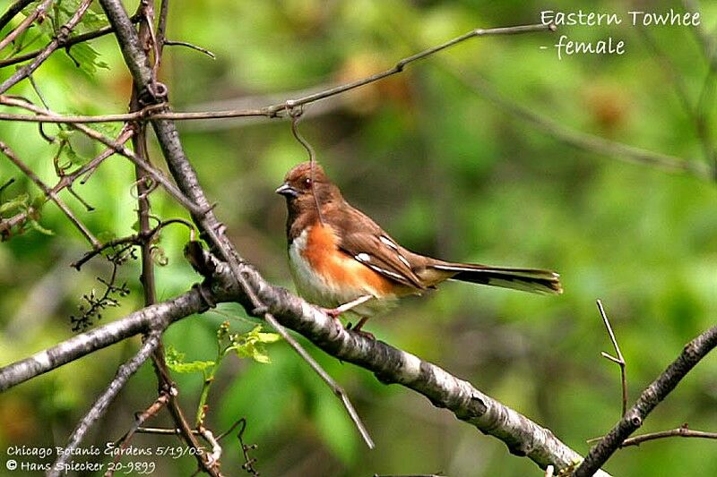 Eastern Towhee female adult