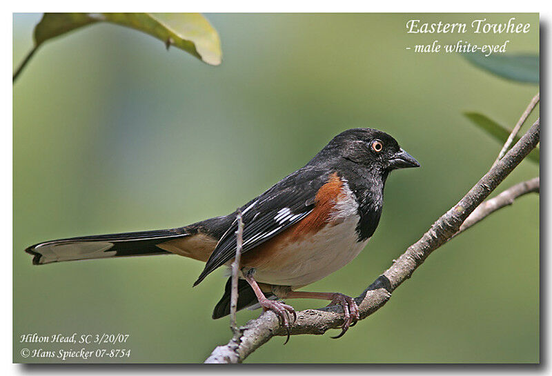 Eastern Towhee