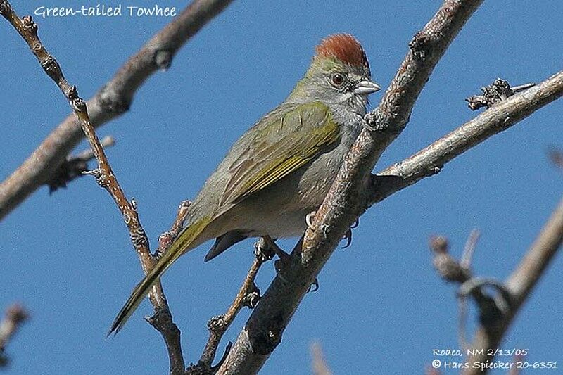 Green-tailed Towhee