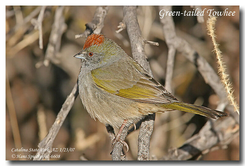 Green-tailed Towheeadult