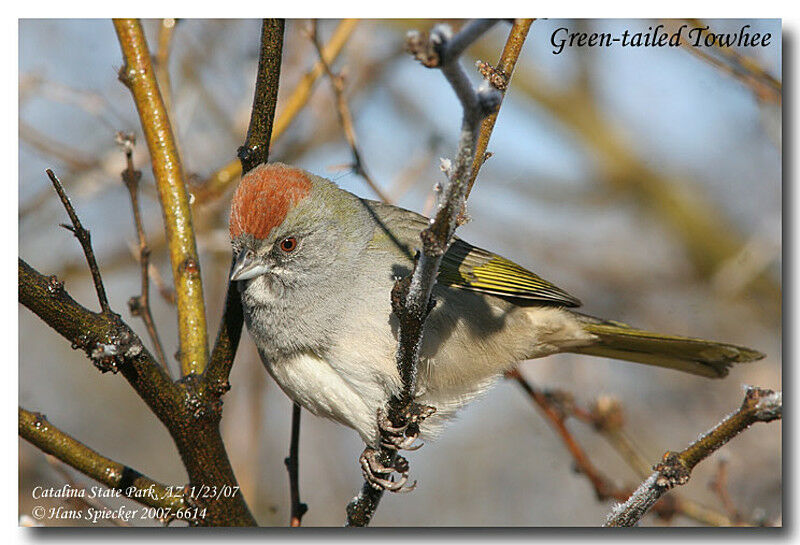 Green-tailed Towheeadult