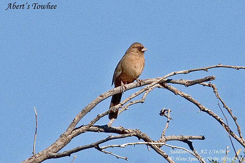 Abert's Towhee