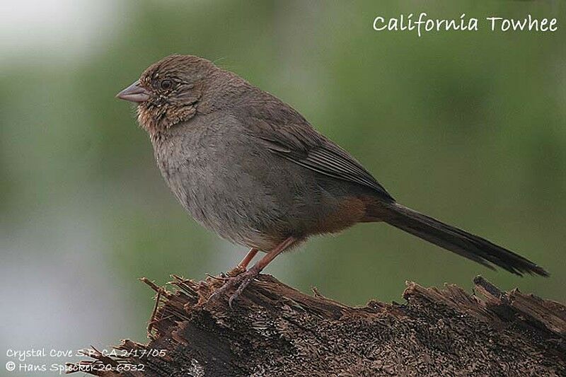 California Towhee