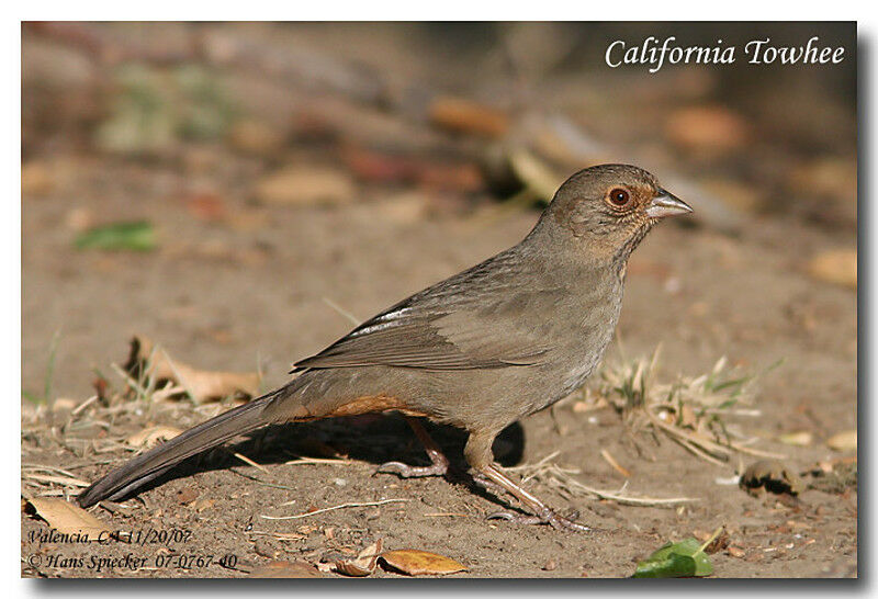 California Towheeadult