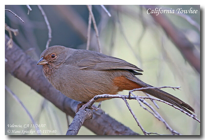 California Towheeadult