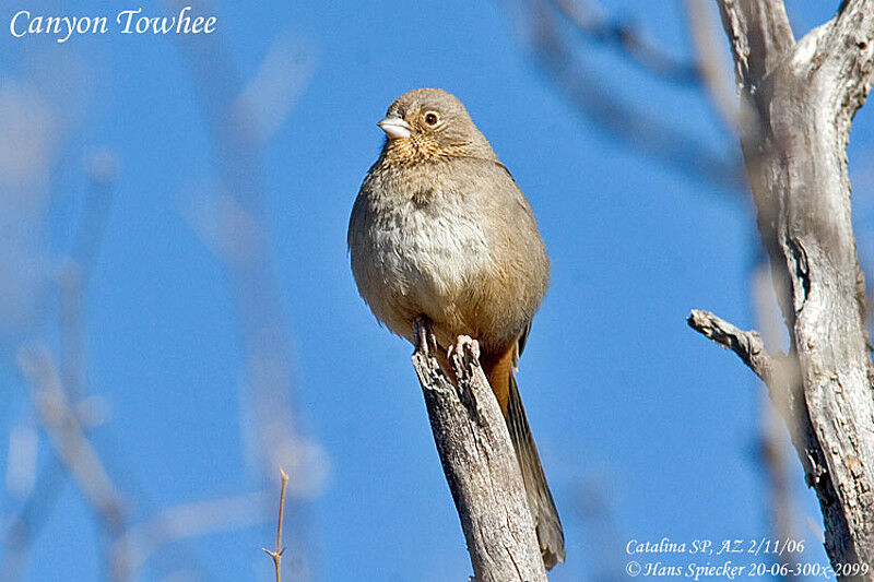 Canyon Towhee