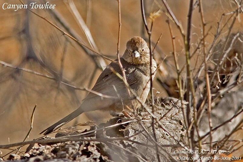 Canyon Towhee