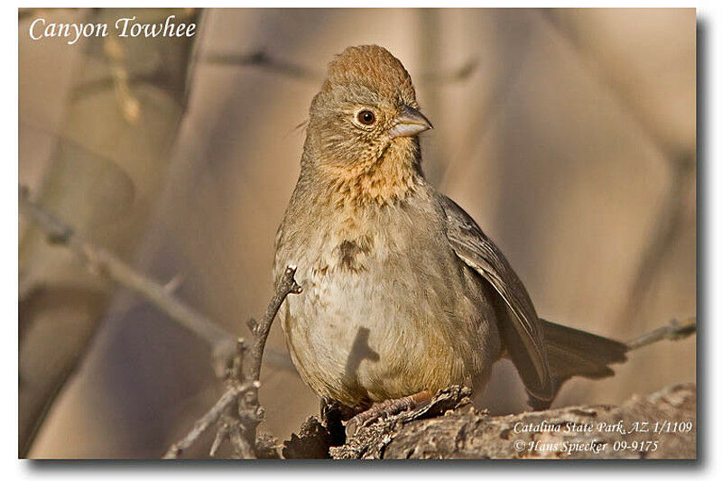 Canyon Towheeadult