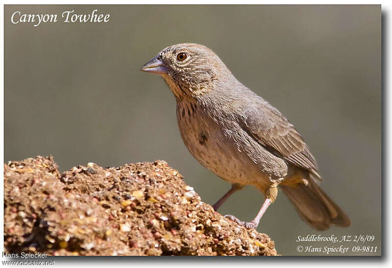 Canyon Towheeadult