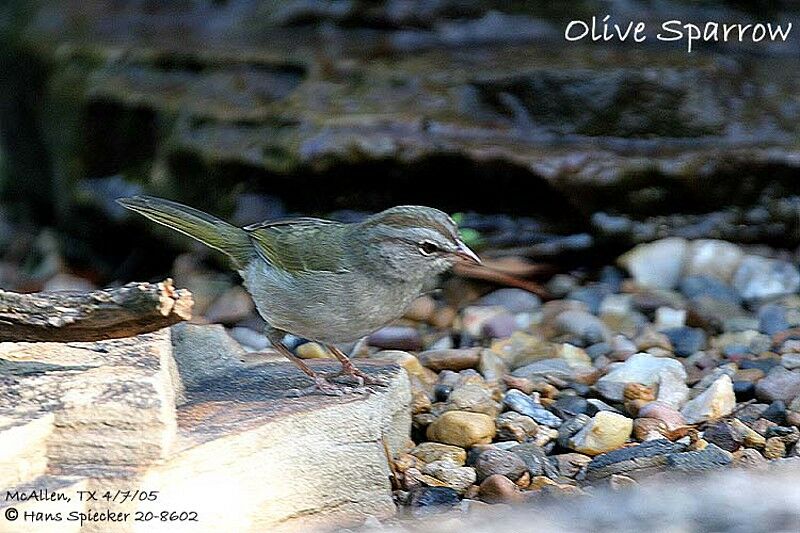 Olive Sparrow