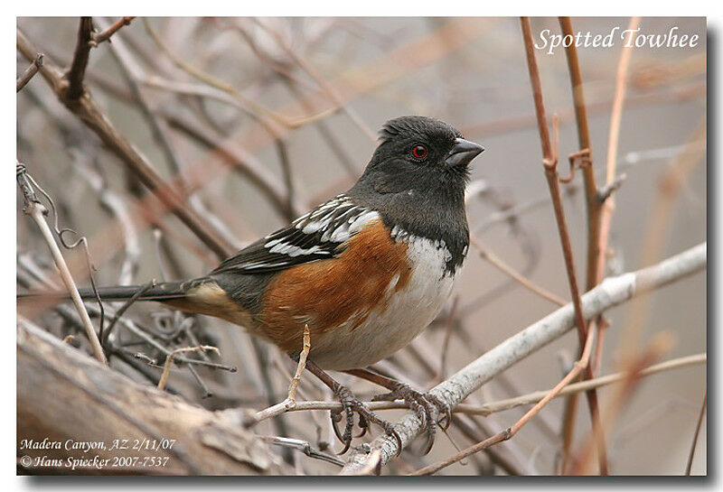 Spotted Towheeadult