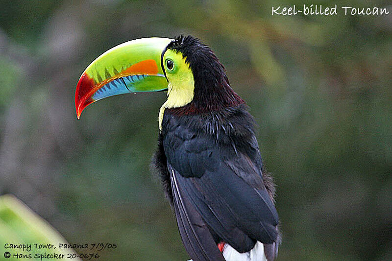 Toucan à carène