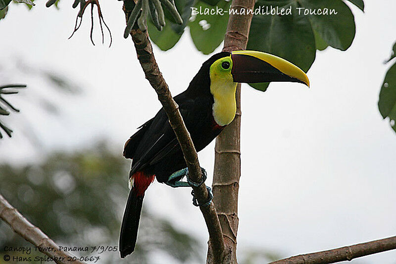 Yellow-throated Toucan (swainsonii)