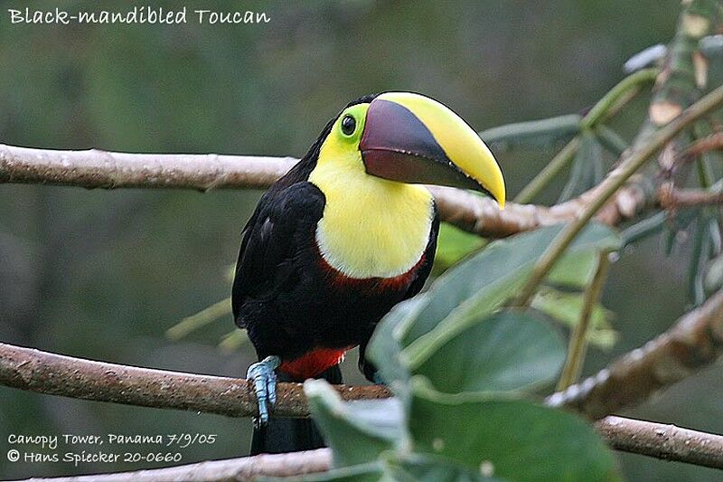 Yellow-throated Toucan (swainsonii)