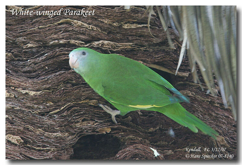 White-winged Parakeetadult