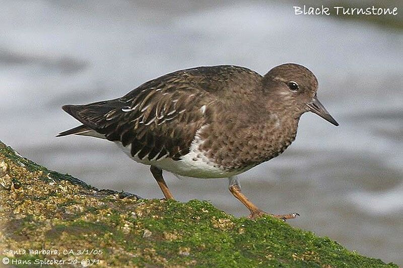 Black Turnstone