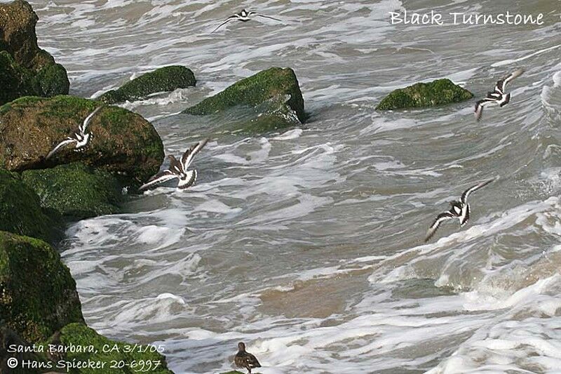 Black Turnstone