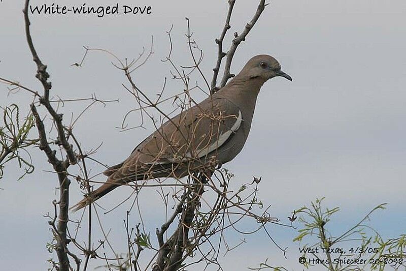 White-winged Dove