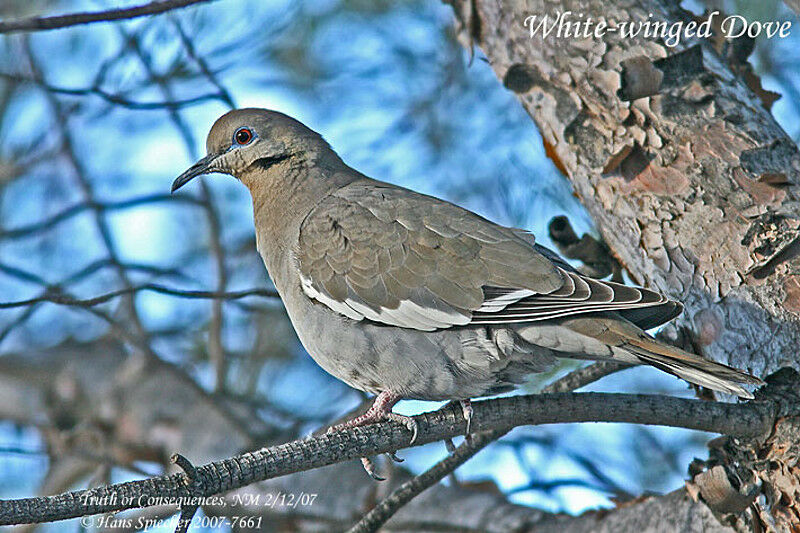 White-winged Doveadult