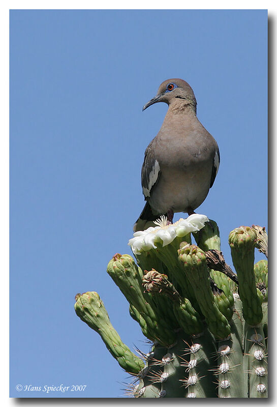 White-winged Doveadult