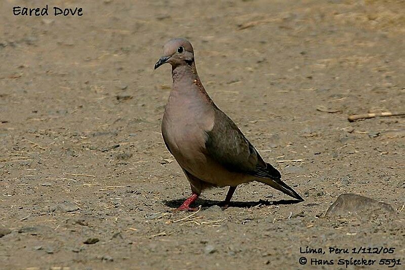 Eared Dove