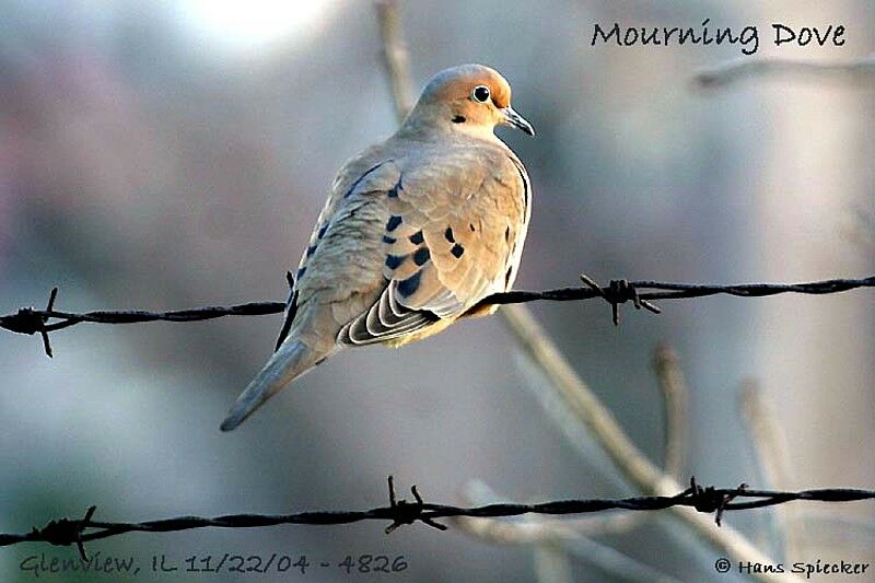 Mourning Dove