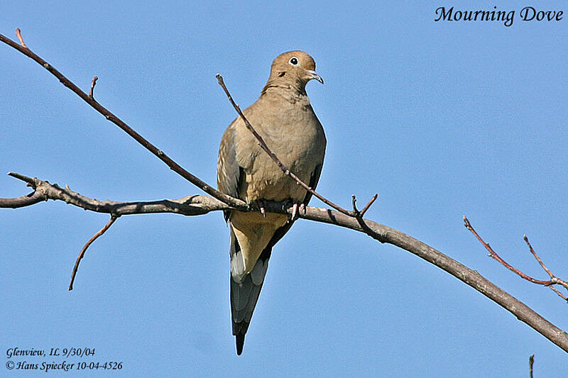 Mourning Dove