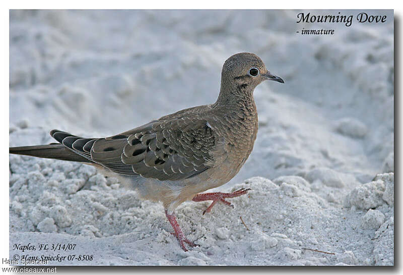 Mourning Dovejuvenile, identification