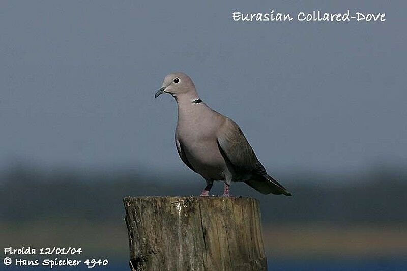 Eurasian Collared Dove