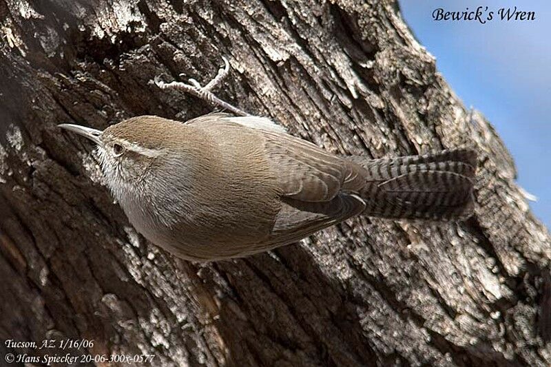 Troglodyte de Bewick