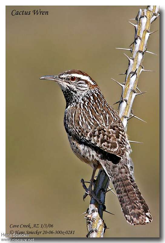 Cactus Wrenadult