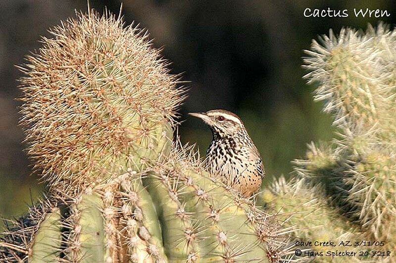 Cactus Wren