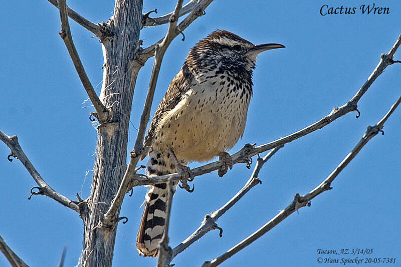 Cactus Wren