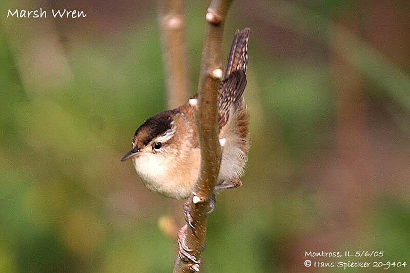 Marsh Wren