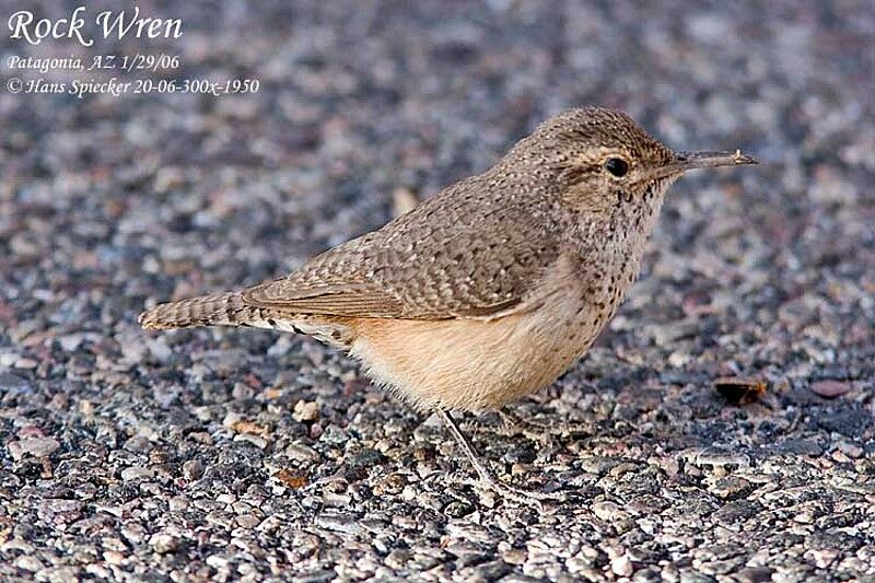 Rock Wren