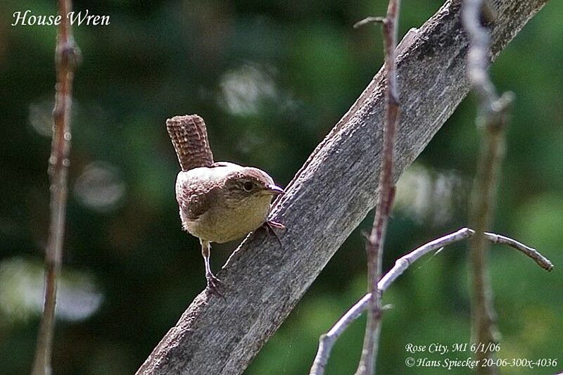 House Wren