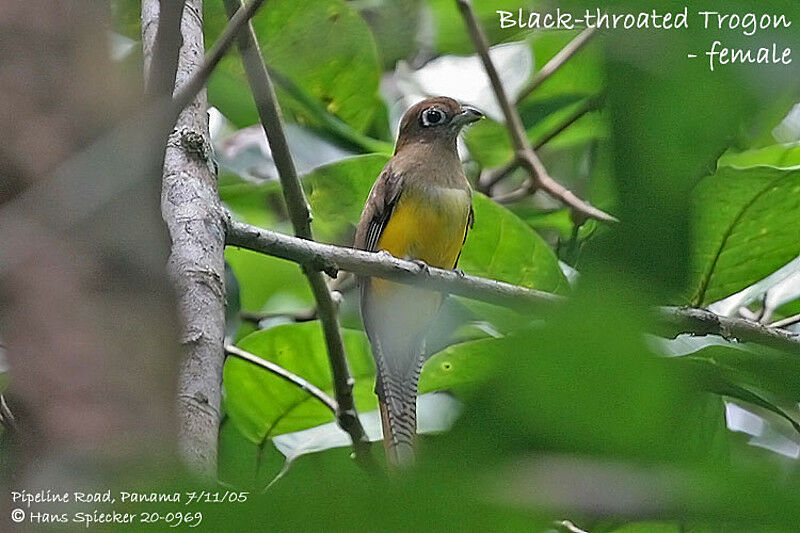 Amazonian Black-throated Trogon