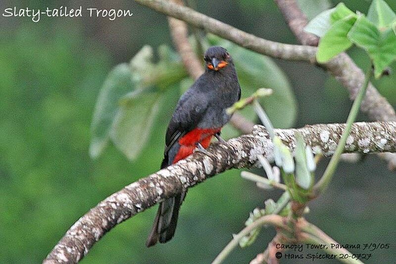 Slaty-tailed Trogon