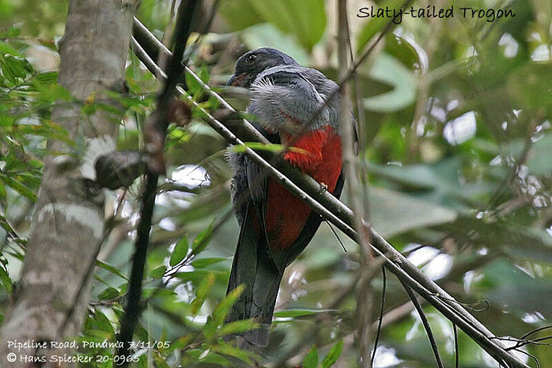 Slaty-tailed Trogon