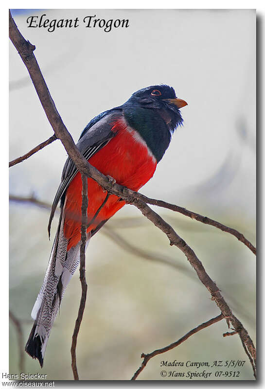 Trogon élégant mâle adulte, Comportement