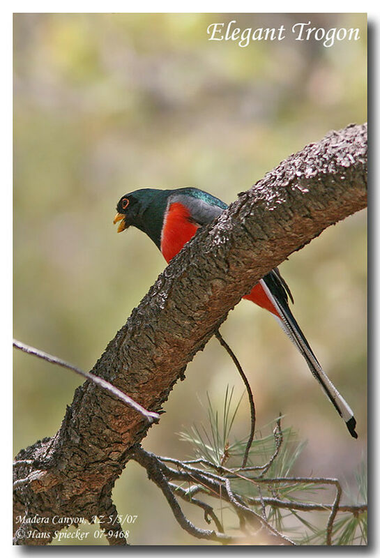 Trogon élégant mâle adulte