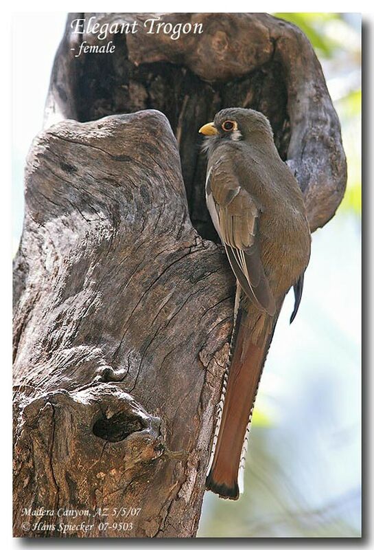 Trogon élégant femelle adulte